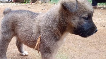 Chó con cộc đuôi  H