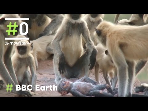 Video: ¿Los monos tienen miedo de los langures?