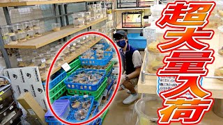 【2000匹入荷】関東最大級の昆虫ショップにインドネシアから大量のクワカブが入荷してきました