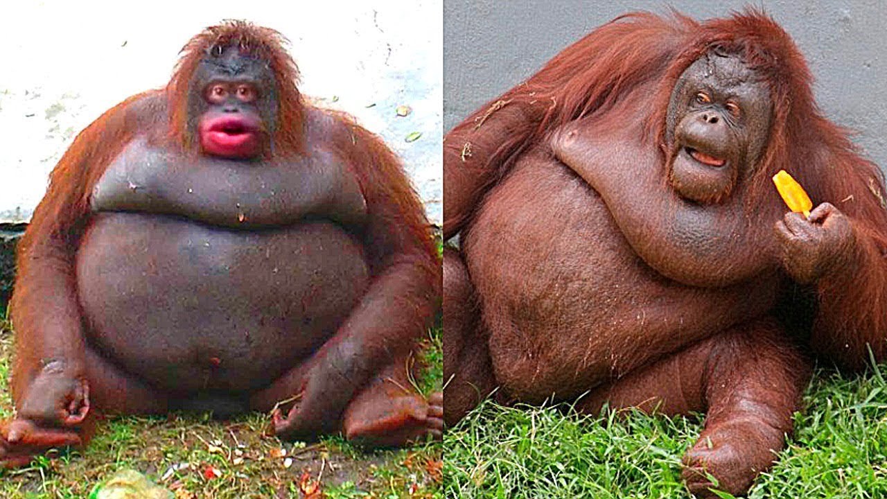 10 Animales M s Gordos Del Mundo YouTube 10 Animales M s Gordos Del Mundo YouTube