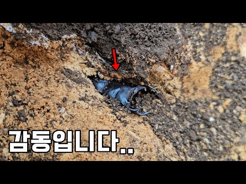 감동했습니다...140만 생물유튜버의 대형 왕사슴벌레 <strong>채집기</strong>