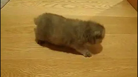 Watch the video about Blue/cream female British Shorthair