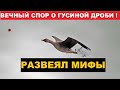 🌾 ГУСИННАЯ МАТЕМАТИКА!  СПОРЫ ЧЕМ СТРЕЛЯТЬ ГУСЯ?