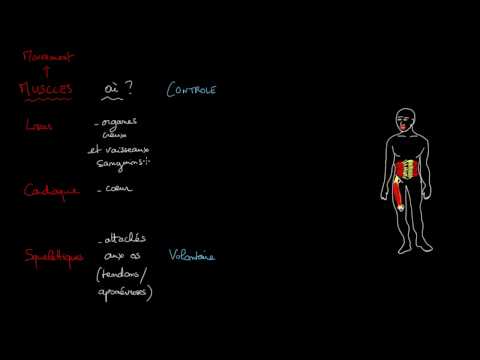 Vidéo: Différence Entre Le Muscle Squelettique Et Le Muscle Cardiaque