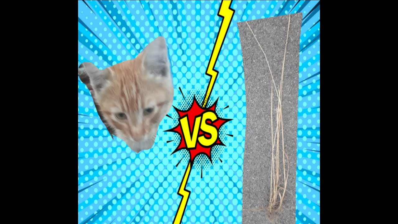 Kedi savaşları YouTube