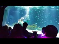 aquarium 63 sea world seoul korea 5 mermaid show
