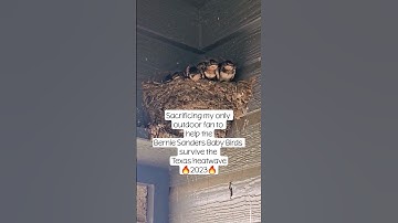 Texas heatwave survival #wildlife #survivalmode #babybird #barnswallow #birdwatching #birdnest #bird