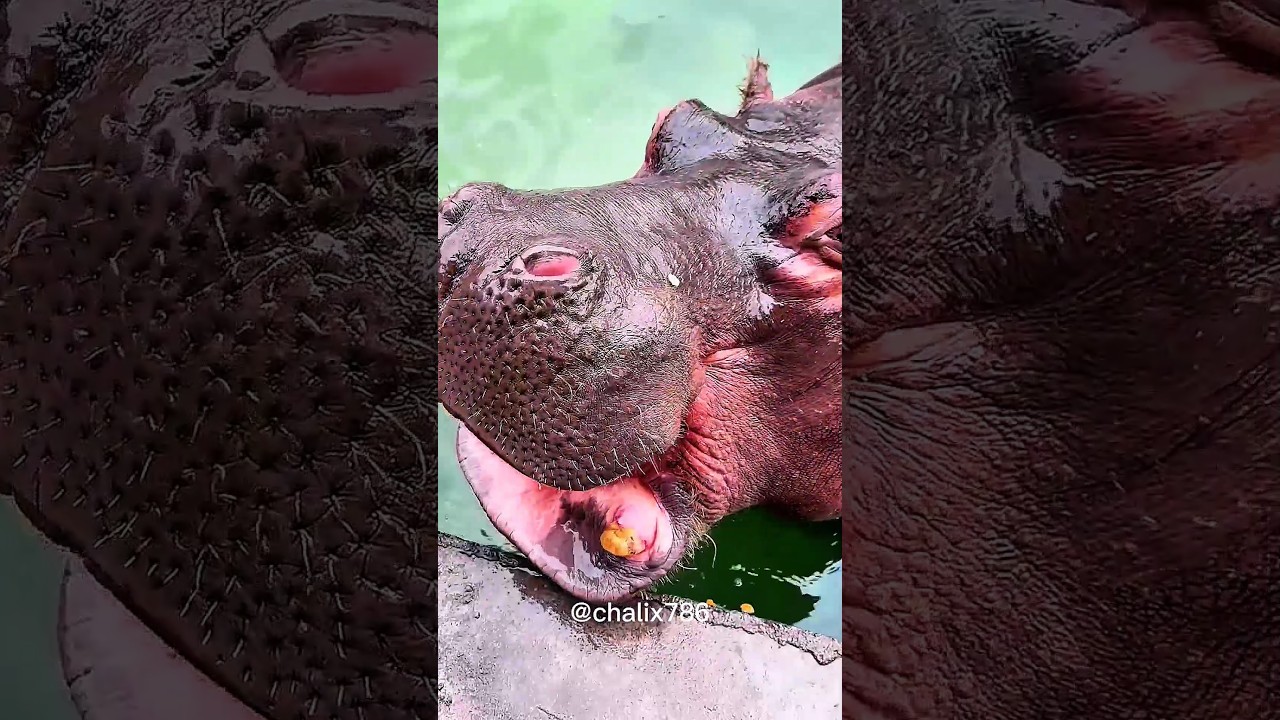 Неудачная попытка бегемота съесть арбуз растопит ваше сердце 🍉🦛