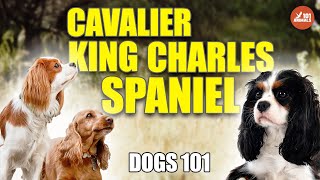 Cavalier King Charles Spaniel - The Graceful Dogs 101 by Animals101 86 views 1 year ago 2 minutes, 33 seconds