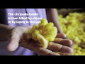 How silkworms make silk