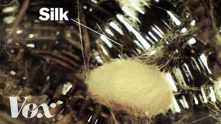 How silkworms make silk - DayDayNews