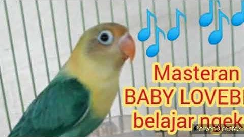 masteran lovebird baby belajar ngekek FULL 1 JAM
