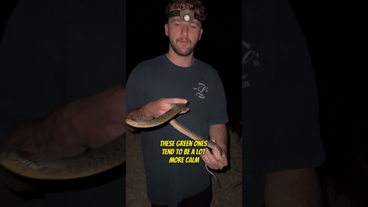 Florida Green Water Snake🐍 