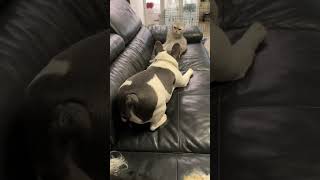 ##французскийбульдог #скотишфолд #хулиган #пёс #dog #pets #cat #ушастик