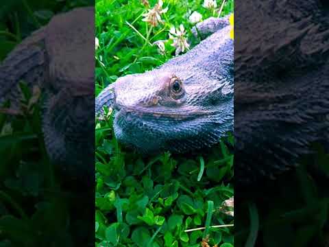 Video: Kan skæggede drager spise hvidkløverblomster?