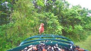 Backyard Birds at My Feeder Throughout the Day | Cardinals, Finches, Doves &amp; More
