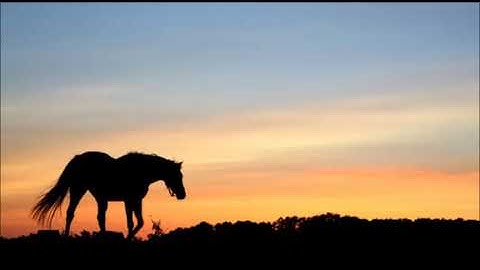 الشيخ أبوبكر مومني صلاة التراويح 03 رمضان 1438 هـ _ ما تيسر من سورة آل عمران 4