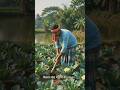 #mehnati kisan aur 🍃phoolkobi ka khet#