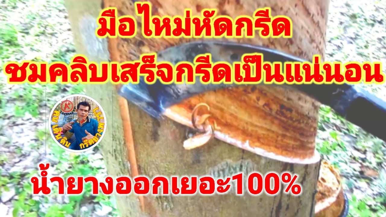 #เทคนิคมือไหม่หัดกรีดยางพารา#แบบฝึกหัดกรีดต้นฉบับ#ชมคลิบเสร็จก็กรีดเป็นแบบเซียนๆ