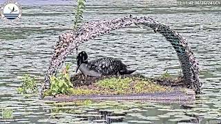 Full Loon Egg Crushed on Nest News