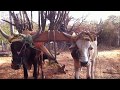 🔴👉¿Cómo poner Yugo una yunta de bueyes , Rayando con la Yunta en Agua del Espino Oaxaca México