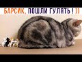 БАРСИК, ПОШЛИ ГУЛЯТЬ! ))) Приколы с котами | Мемозг 1066