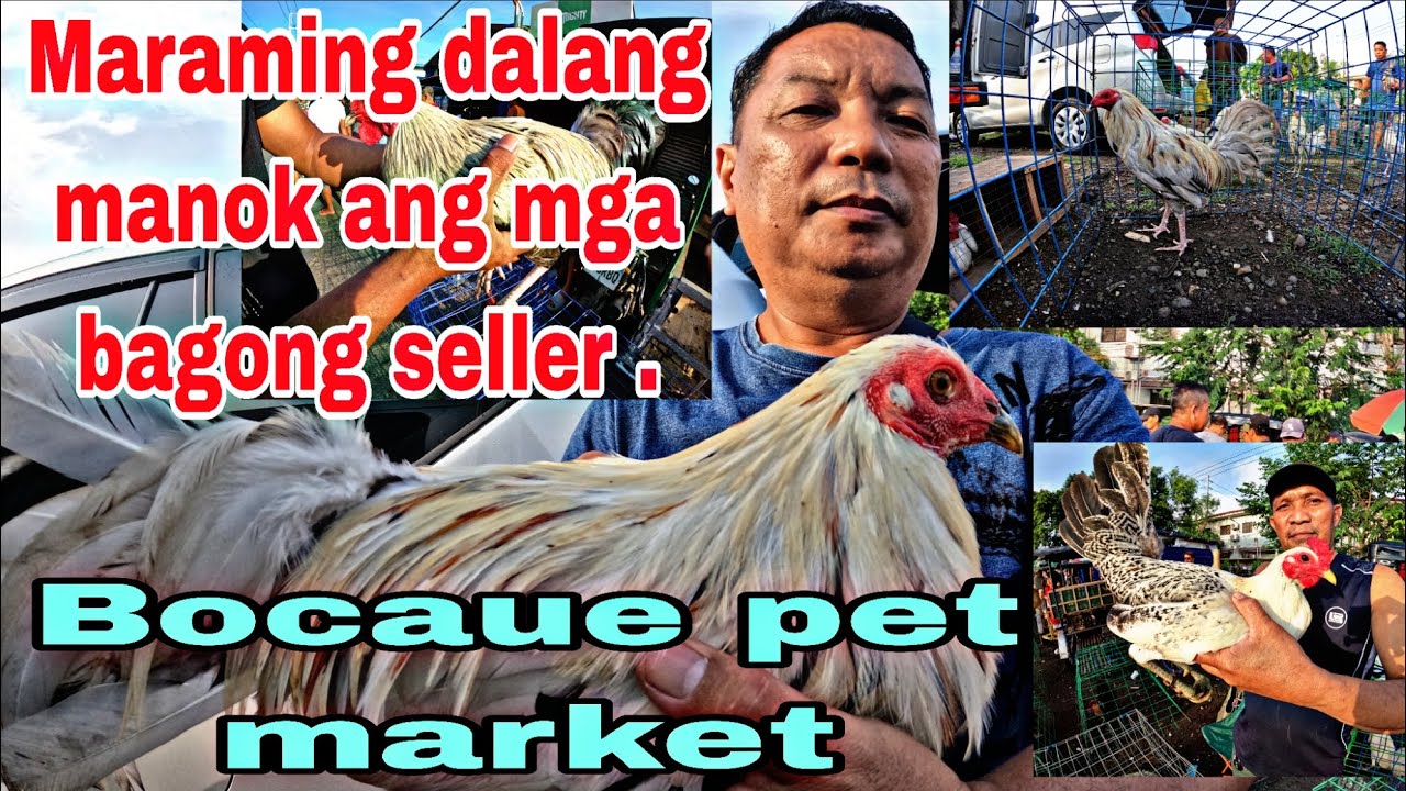 Maraming dalang manok ang mga bagong seller , Bocaue pet market .