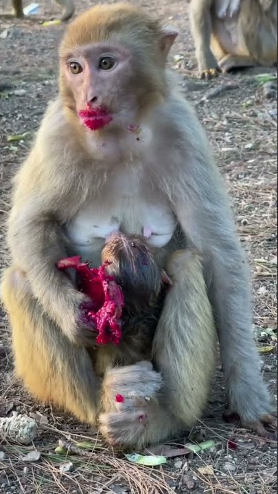 monyet lucu sedang memakan buah naga, ia seperti memakai lipstik