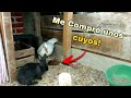 Mis primeros Cuyos! Mi coneja está embarazada? Nueva especie en el canal.