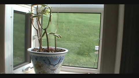 Robin Attacking Window