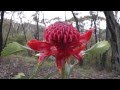 Australia Rainforest - Blue Mountain, Fraser Island, Cairns - HD