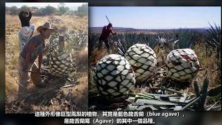 超級大鳳梨？ 這是Tequila agave 用來釀製龍舌蘭酒