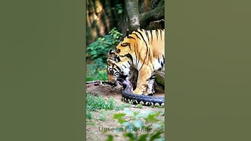 Tiger is more powerful than Python #shortvideos #youtubeshorts #tiger #python