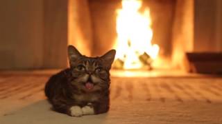 Details Cat and FirePlace Animated Wallpaper Update