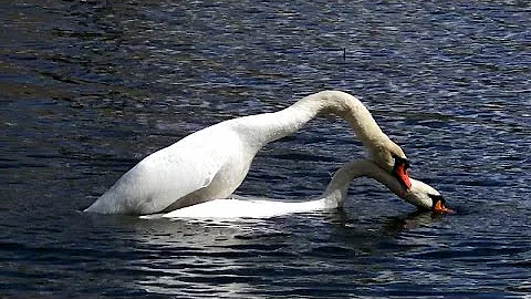 Gulbju pārošanās – Спаривание лебедей – Swans mating