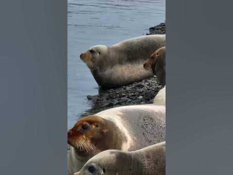 Морские зайцы на Шантарских островах. #шантары #ластоногие # ...