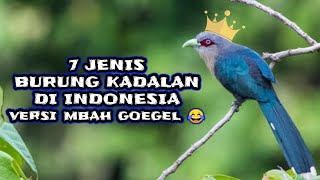 7 Jenis burung Kadalan diindonesia versi nuk ndeso 😎