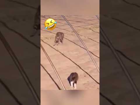 انسحاب تكتيكي Tactical Withdrawal 