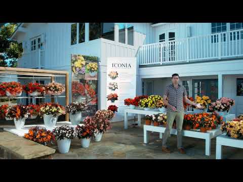 Video: Begonia: Stell Og Planting Hjemme