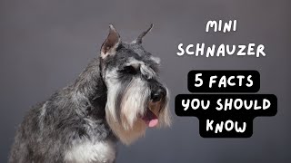 The Mini Schnauzer (5 Facts You Should Know)