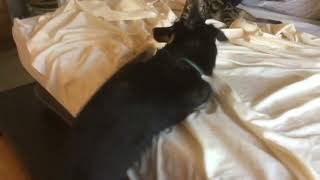 Cats Not Afraid Of Her Big Mouth