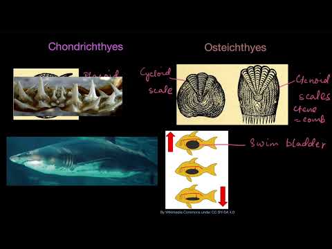 Video: Finns cloaca i chondrichthyes?