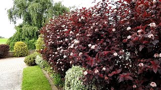 May and June - Some Trees and Shrubs