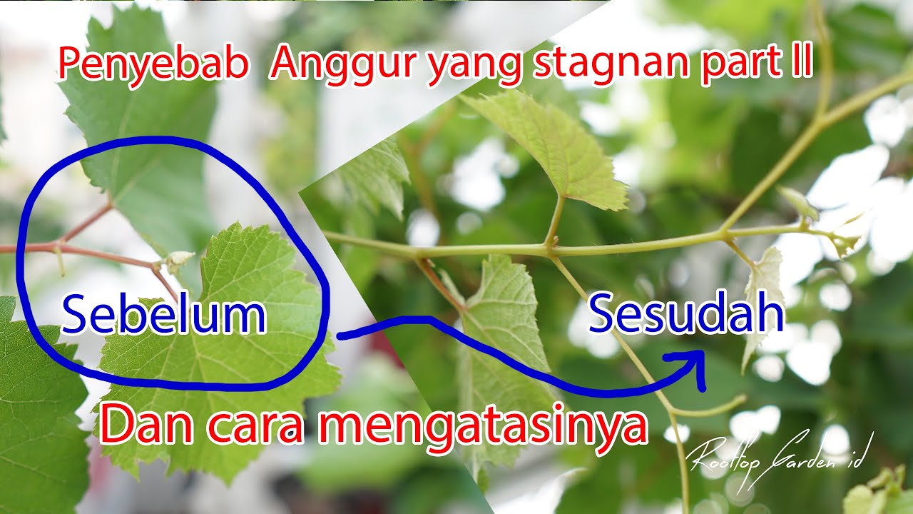 Anggur anda berhenti tumbuh? Part II