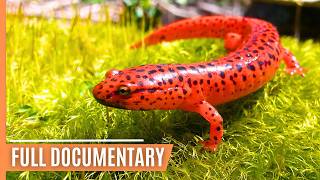 The Greatest Amphibian Stories  From Raising Young to Escaping Predators | Full Documentary