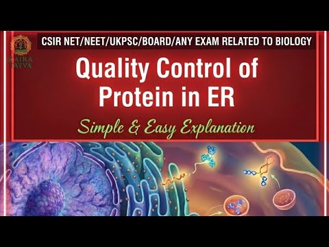 Quality Control of Proteins in Endoplasmic Reticulum (ER) | Protein ...