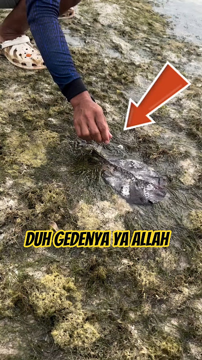 There is this animal hiding in the seashore. Is it ferocious?