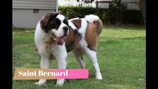 10 Facts about Saint Bernard