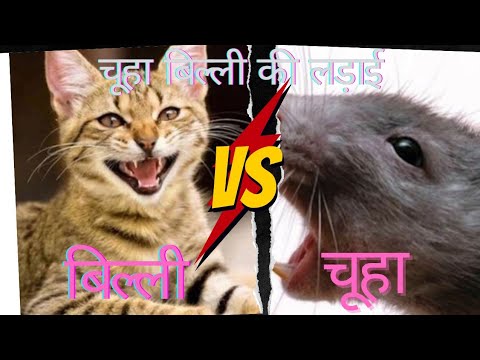 वीडियो: क्या बिल्लियाँ चूहों को रोकती हैं?