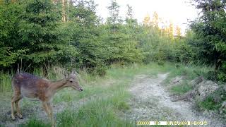 FOTOPAST 2, LITOVELSKO 3 TÝDEN, 5 2024  #wildlife #forest #nature #Kamerafalle#cameratrap #woods